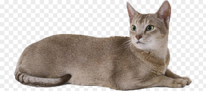 British Cat Cattery Kitten PNG