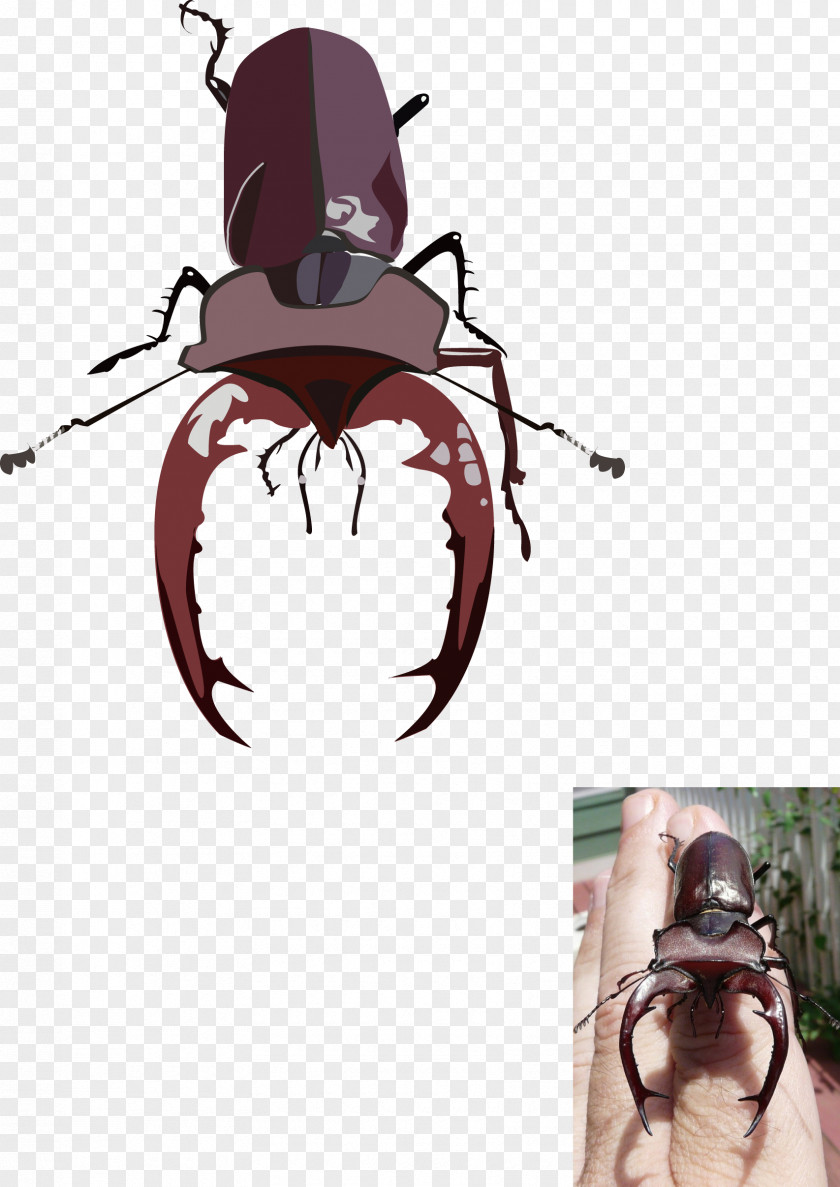 Bug Insect Bird PNG