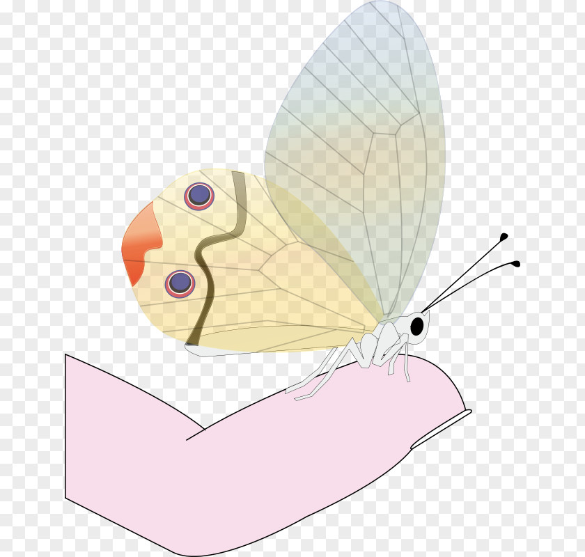 Butterfly Drawing Clip Art PNG