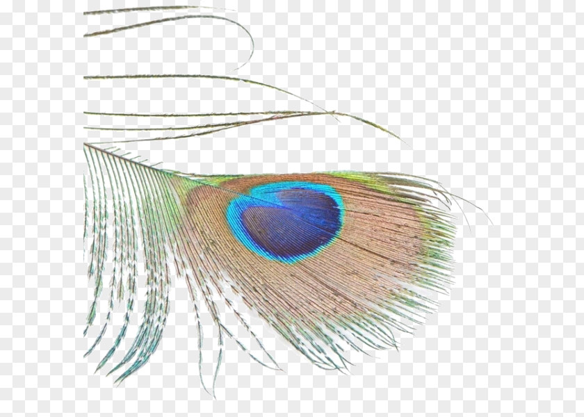 Free Peacock Feathers Feather Bird Green Peafowl Asiatic PNG