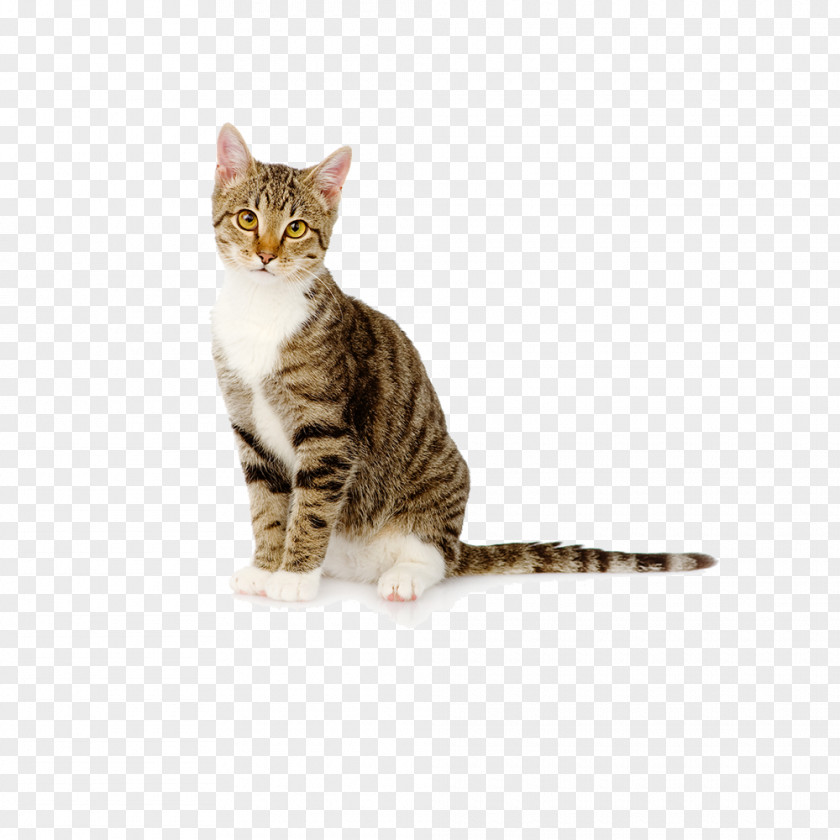 Kitten Bengal Cat Litter Pet Felidae PNG