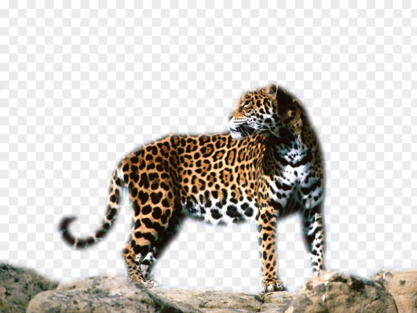 Leopard Jaguar Cheetah Tiger Ocelot PNG