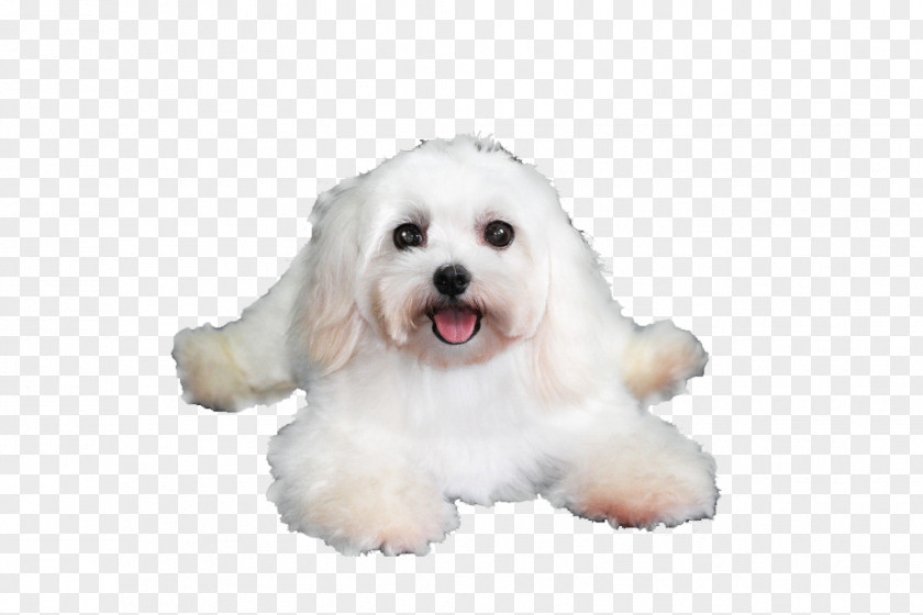 Lying On The Floor Puppy Maltese Dog Havanese Coton De Tulear Bolognese Bichon Frise PNG