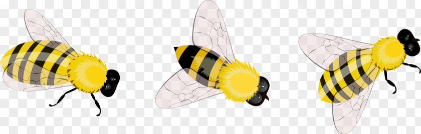 Bee Insect Apidae Clip Art PNG