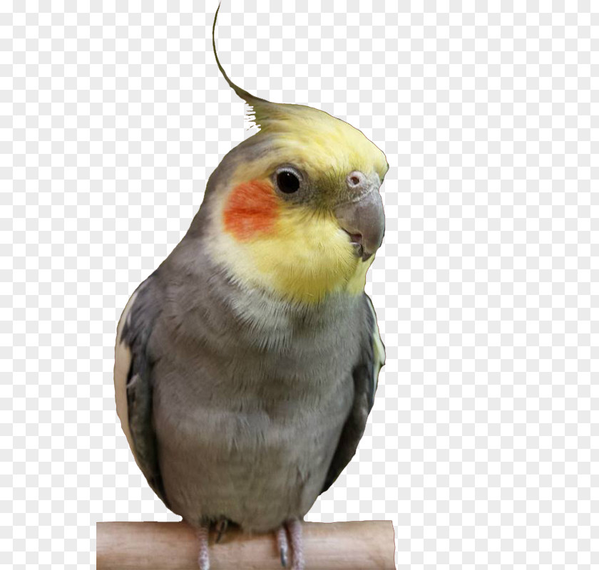 Bird Cockatiel Budgerigar Lovebird Parakeet PNG