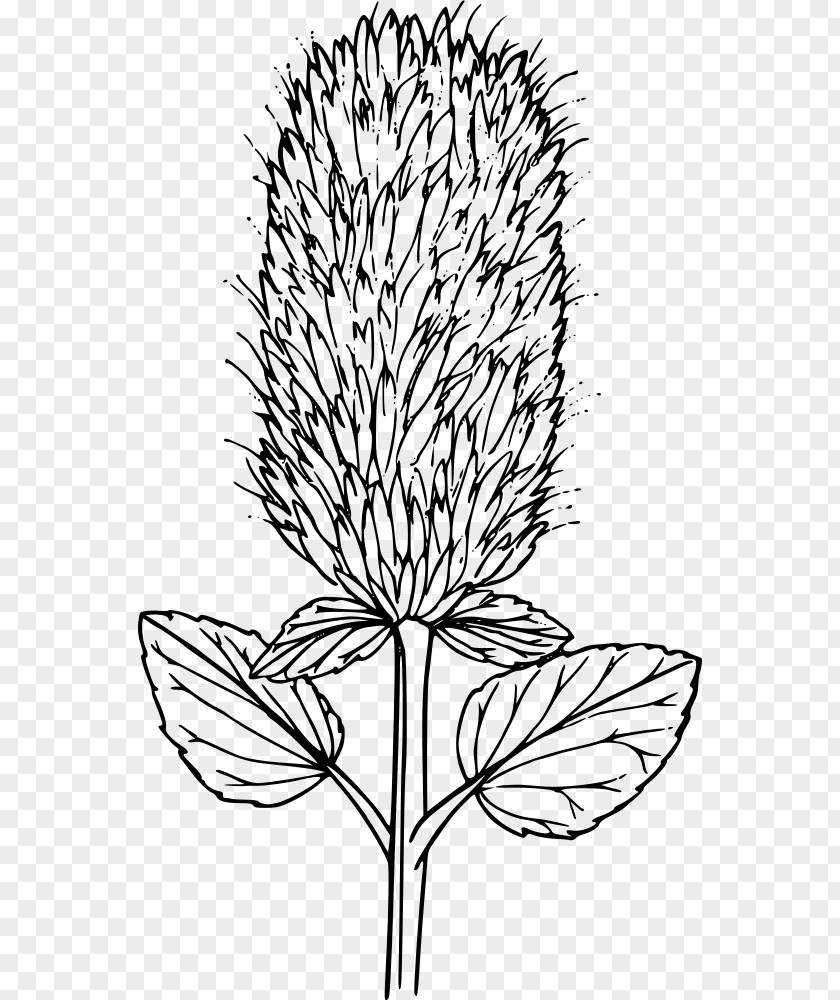 Nettle Drawing Line Art Clip PNG