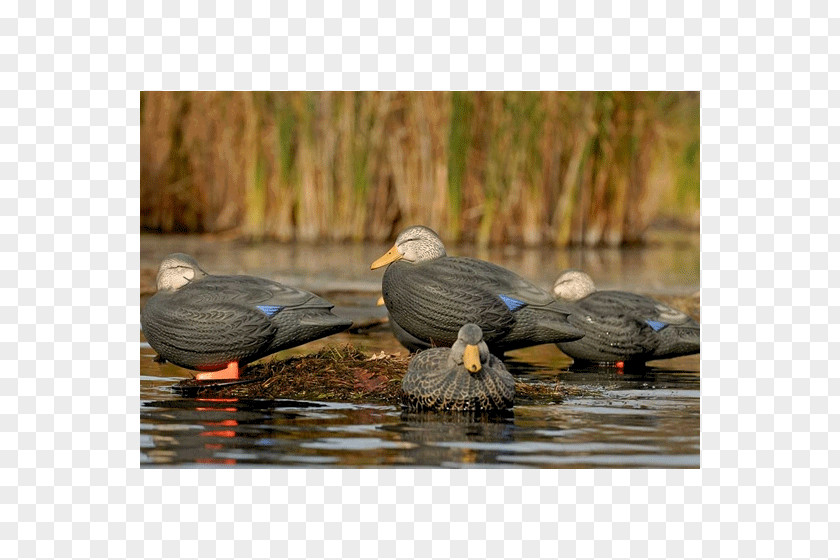 Bird Cormorant Beak Seabird Pond PNG