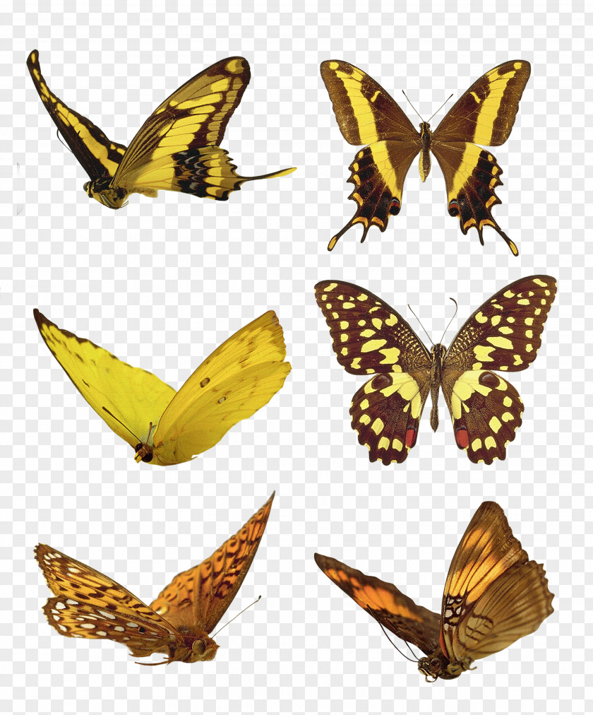 Butterfly Collection Monarch Avatar PNG