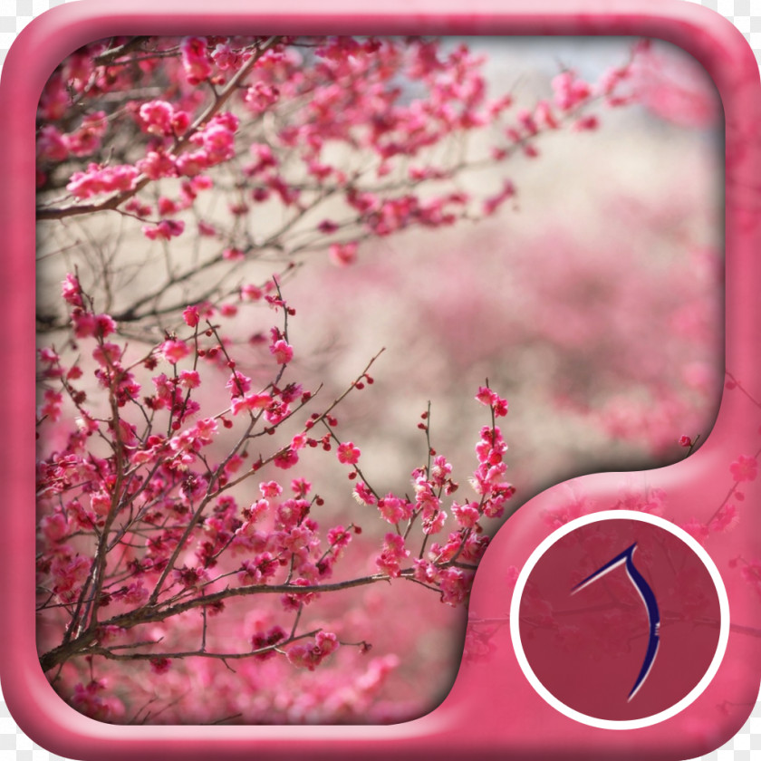 Cherry Blossom Desktop Wallpaper PNG