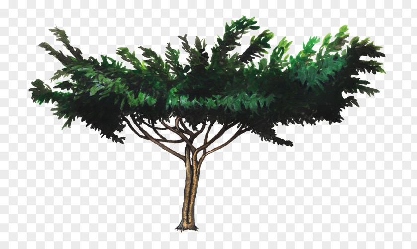 Muntingia Calabura Shrub Leaf Pine Family Plant Stem Base PNG