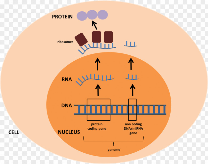 Noncoding Dna MicroRNA Human Genome Gene PNG