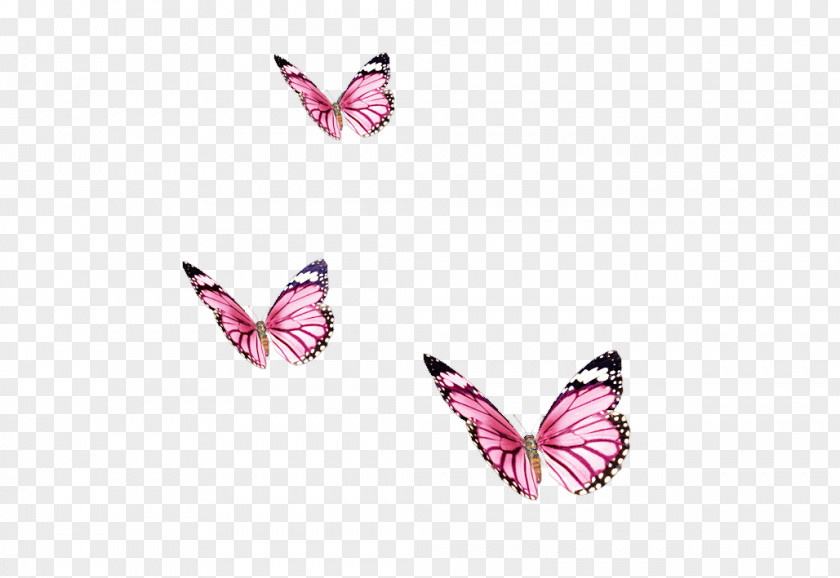 Papillon Butterfly Color Insect PNG