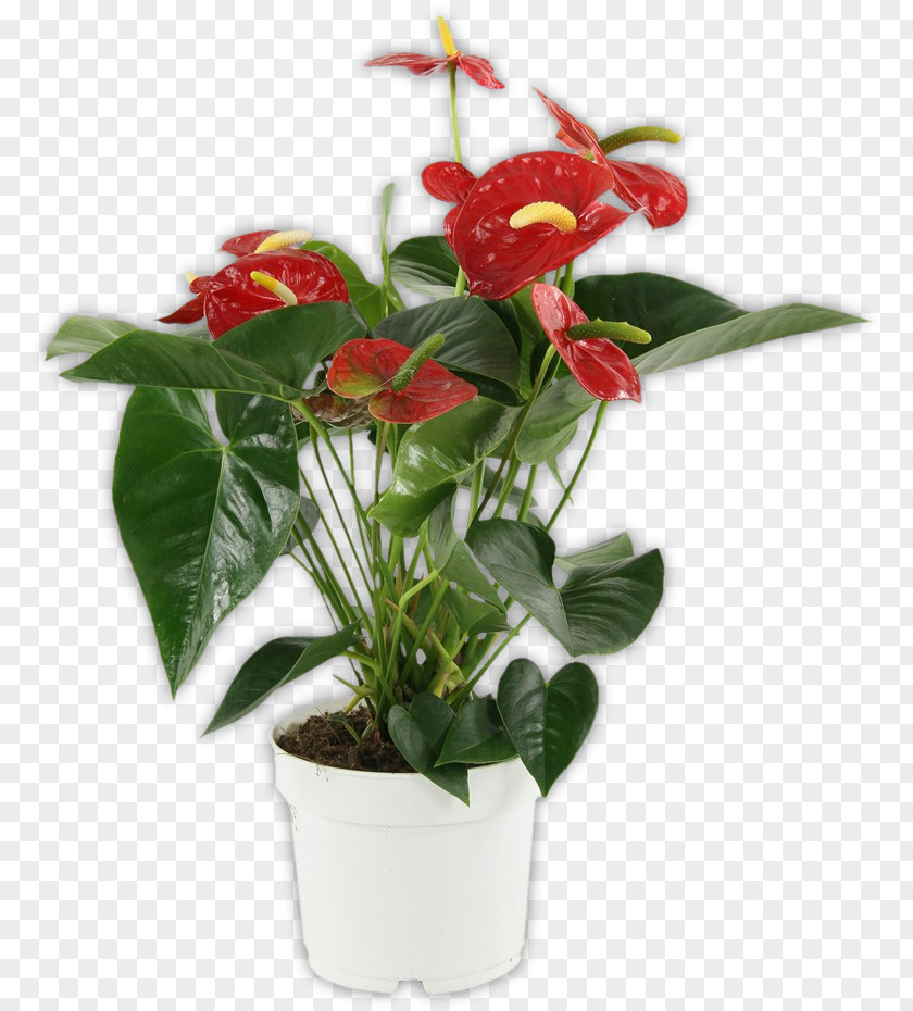 Plant Houseplant Flowerpot Luchtfilterende Planten PNG