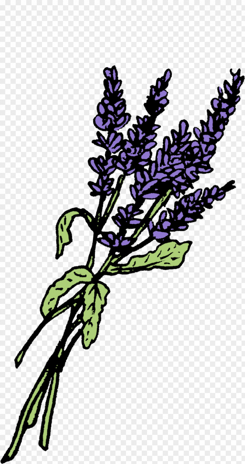Potion Bottle Lavender Graphics Leaf Twig Plant Stem PNG