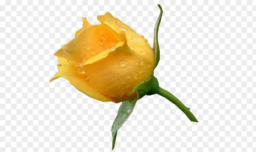 Rose Garden Roses Yellow Rosa Amarela Color PNG