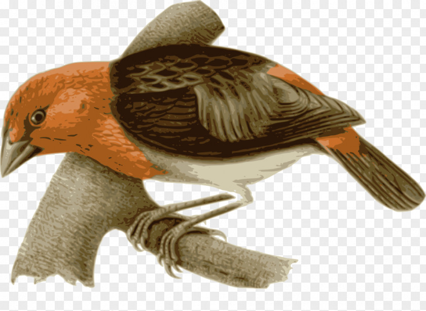 TWIG Bird Drawing PNG