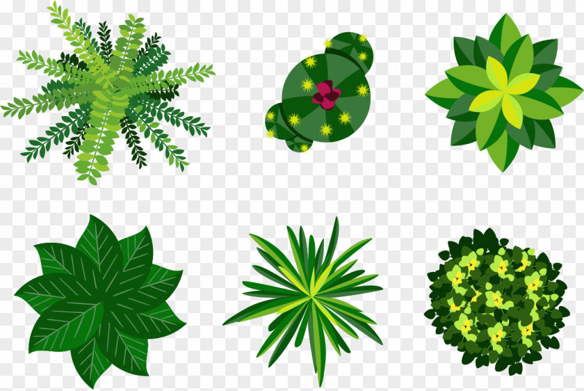 Vector Plant Euclidean Illustration PNG