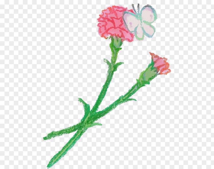 Flower Carnation Petal Rose PNG