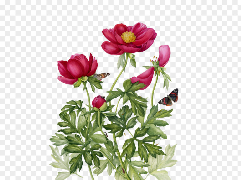 Painting Botanical Illustration Drawing Art PNG