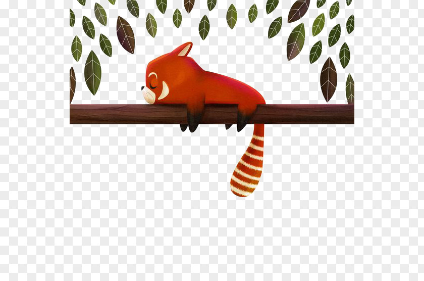 Raccoon Red Panda Giant Drawing Illustration PNG