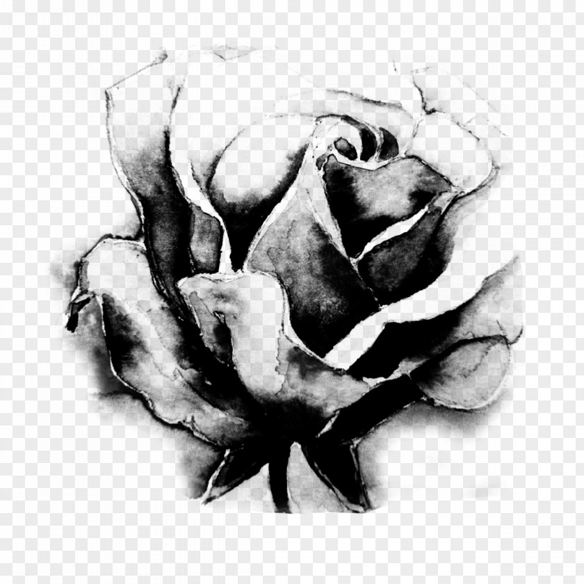 Creation Black And White Rose Garden Roses Flower PNG