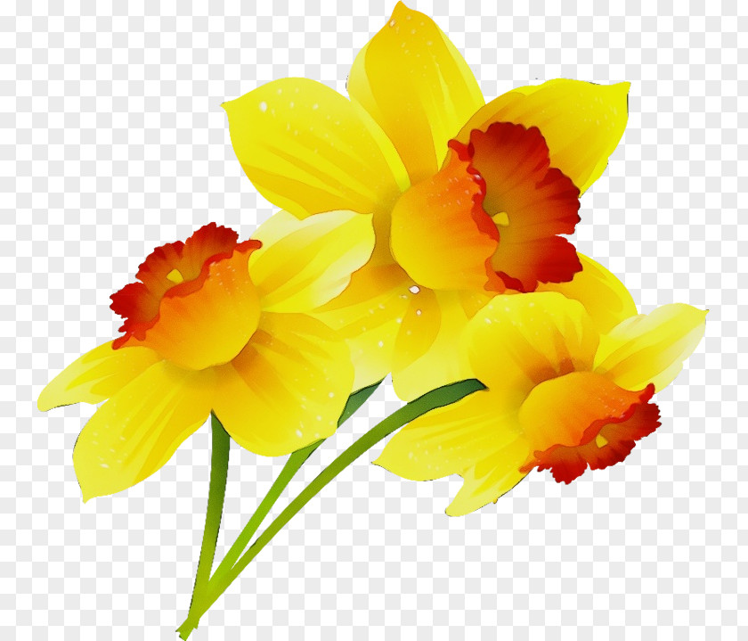 Flower Petal Yellow Plant Narcissus PNG