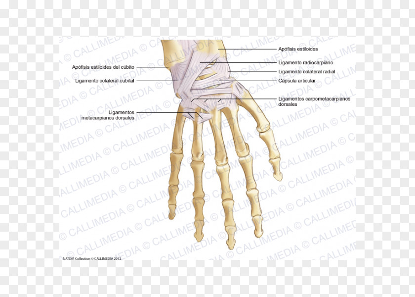 Hand Thumb Metacarpal Bones Ligament PNG
