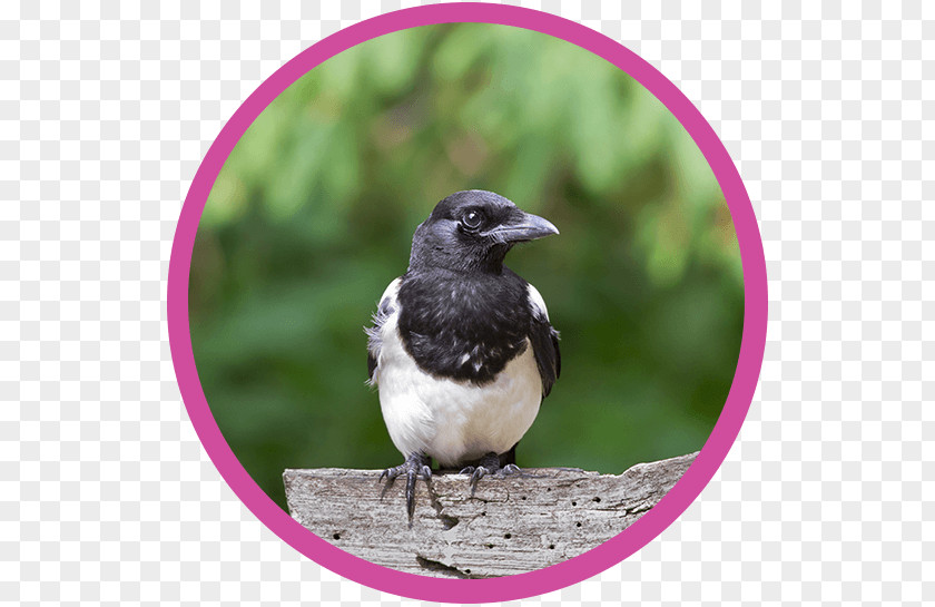 MAgpie Magpie American Sparrows Fauna Beak PNG