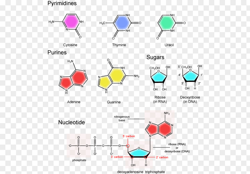 Nucleic Acid Structure Nucleotide Nitrogenous Base Pentose PNG