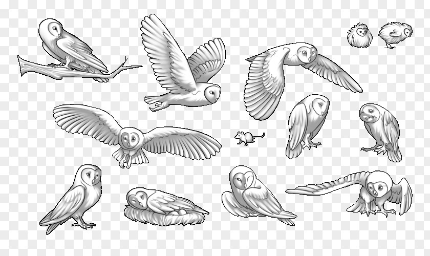 Owl Barn Swallow Bird Of Prey PNG
