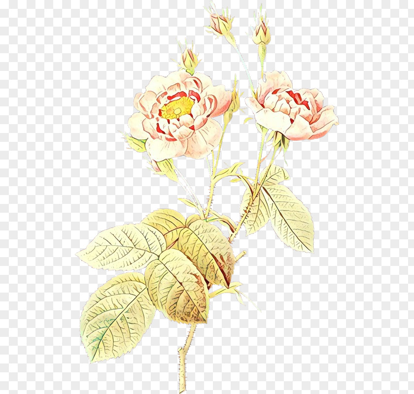 Rose Family Pedicel PNG