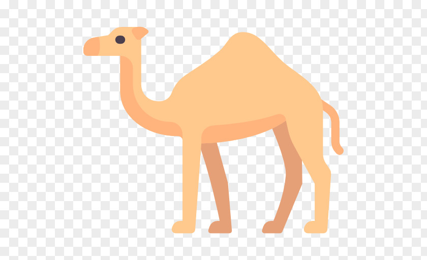 Camello Icon Dromedary Clip Art PNG