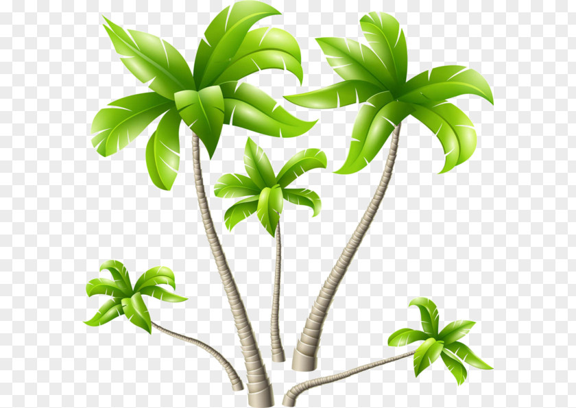 Hand-painted Cartoon Rubber Tree Coconut Arecaceae PNG