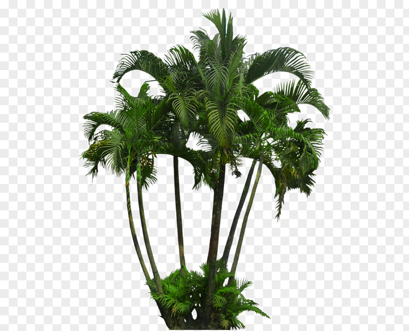 Plants Tropics Clip Art Tropical Vegetation PNG