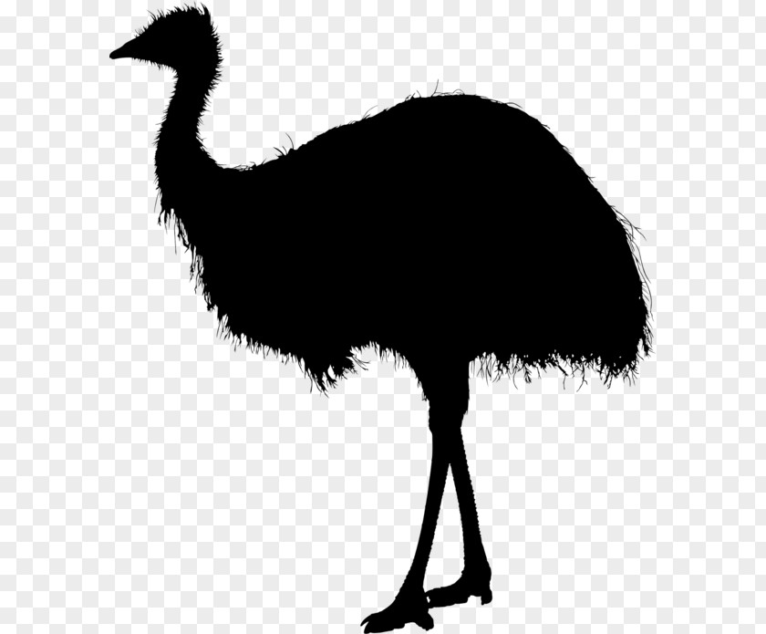 RIX Fleischhandel GmbH Common Ostrich Emu Fauna Clip Art PNG
