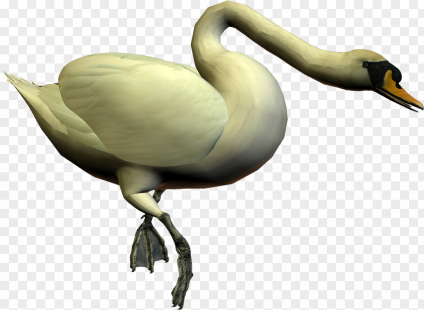 Swan Cygnini Bird Goose Duck PNG