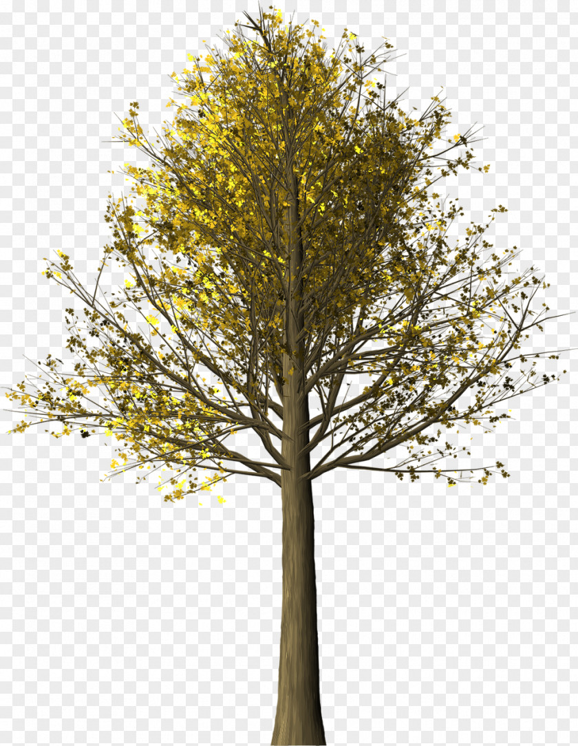Tree Trunk Autumn Leaf Color Maple Woody Plant PNG