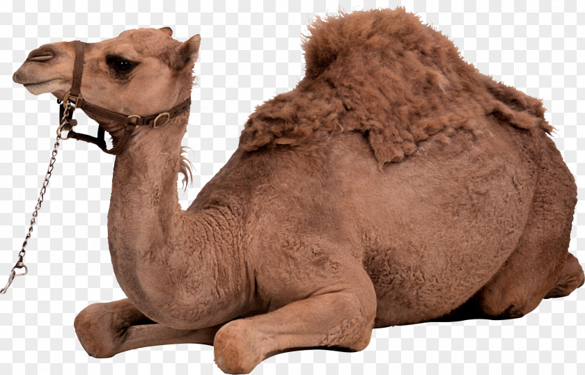 Camel Image Bactrian Dromedary PNG