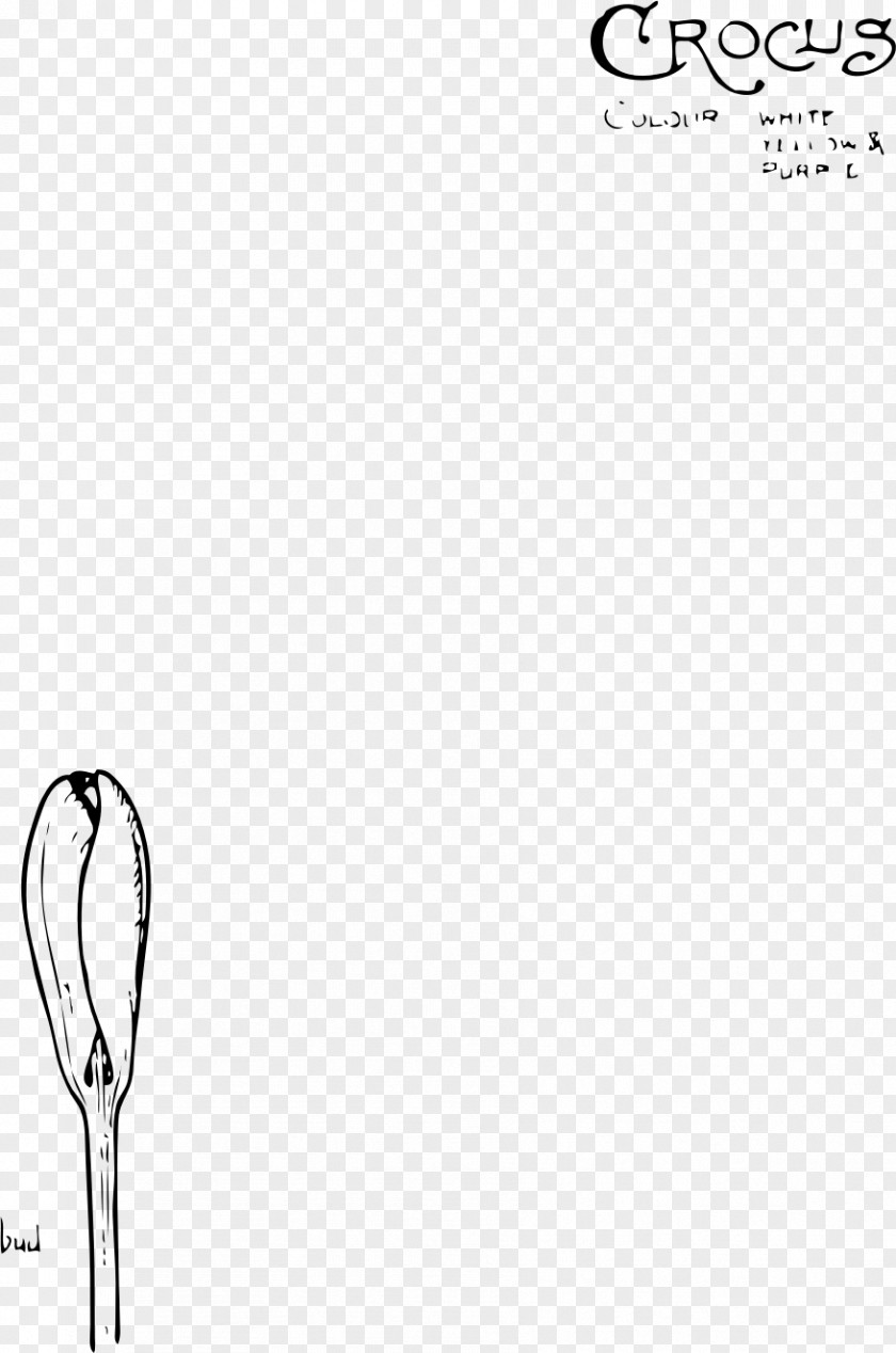 Flower Crocus Vernus Drawing Clip Art PNG