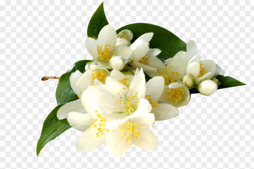 Pepermint Arabian Jasmine Flowering Tea Jasminum Grandiflorum Polyanthum Officinale PNG
