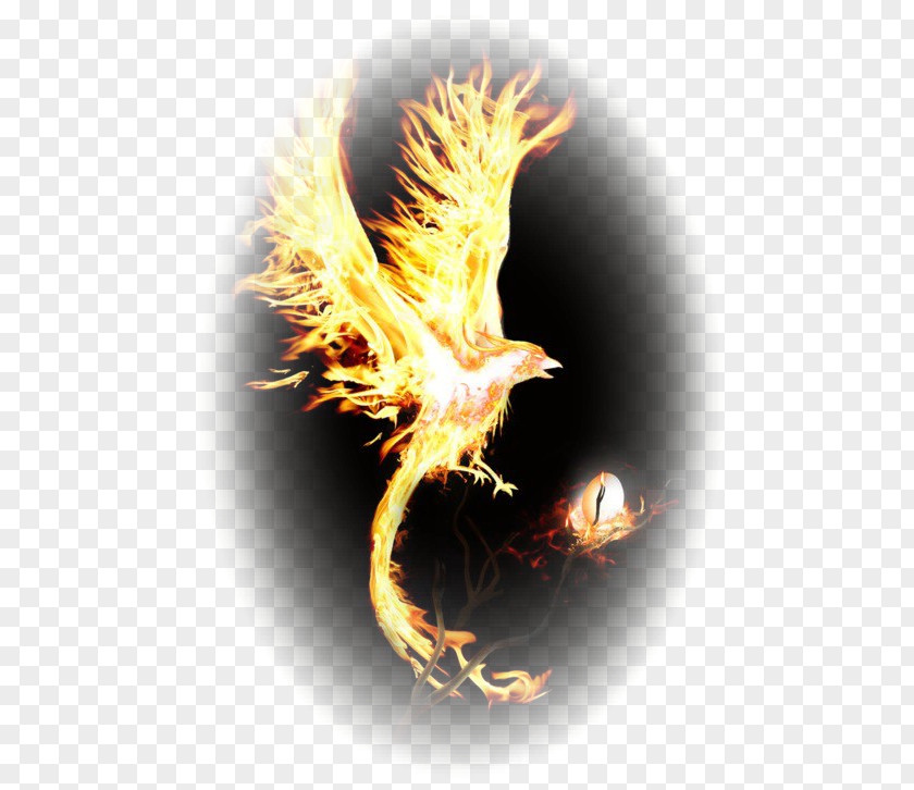 Phoenix Mythology Legendary Creature Art PNG