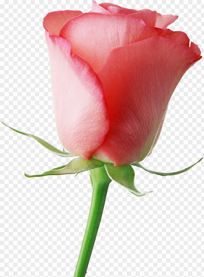 Pink Rose Brazil Flower Valentines Day Gifts PNG