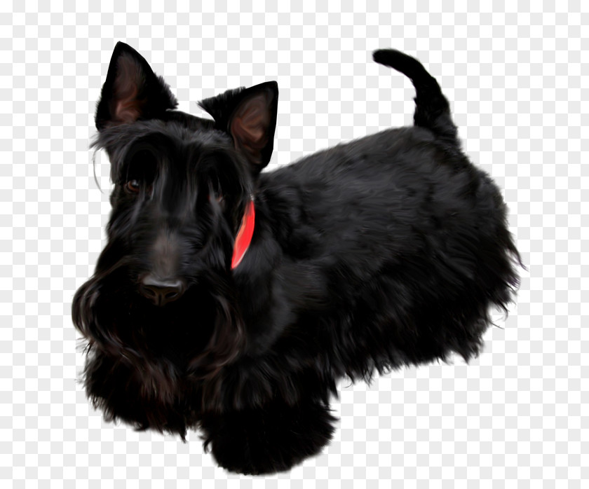 Puppy Scottish Terrier Miniature Schnauzer Poodle Black Russian Labrador Retriever PNG