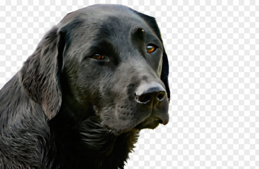 Snout Sporting Group Dog Breed Labrador Retriever PNG