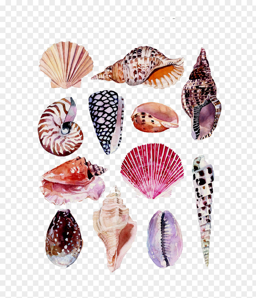 Conch Shell Beach Drawing Watercolor Painting Art Nature Illustration PNG