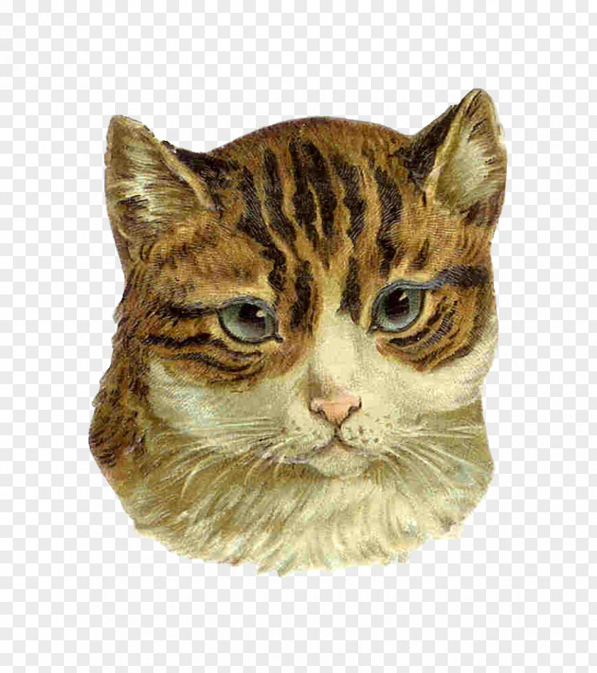Cute Cat Kitten Norwegian Forest Persian Tabby Clip Art PNG