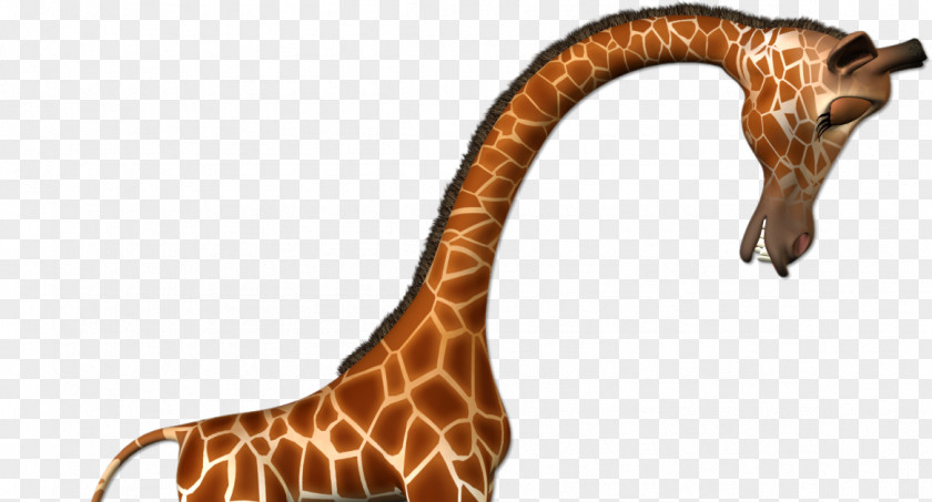 Giraffe Felidae Animal Clip Art PNG
