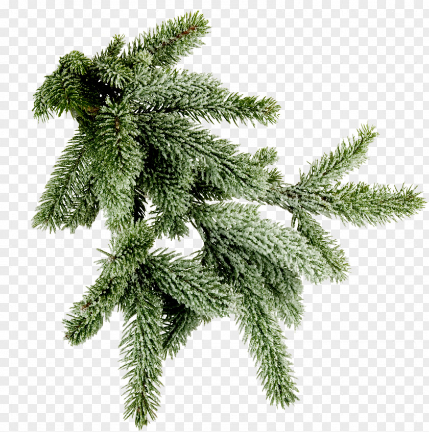 Mas Spruce Twig New Year Tree Clip Art PNG