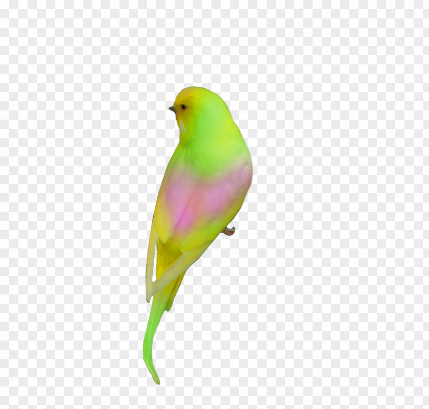 Parrot Talking Bird Animal Clip Art PNG