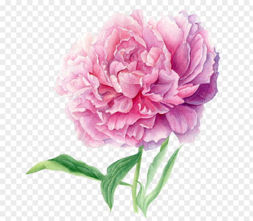 Peony Illustrator Drawing Cabbage Rose PNG